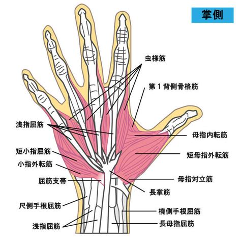 手指指|手根骨や手指の解剖や筋肉をイラストで徹底解説！覚。